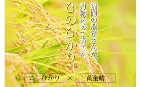 R7年度産 無洗米 5kg 福岡県産 ひのひかり　米 白米 コメ 福岡県 お米 ご飯 ごはん ヒノヒカリ国産 国産米 グルメ 食品