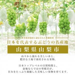 フルーツ王国山梨産厳選 シャインマスカット 1房(約500-600g)YAMANASHI PRIDE【配送不可地域：離島】【1501766】