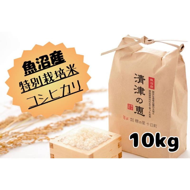 【ふるさと納税】【令和6年産】魚沼産特別栽培米コシヒカリ［清津の恵］精米10kg（5kgx2袋） お米 コメ おこめ こめ こしひかり 新潟 　お届け：2025年10月上旬～2026年9月上旬まで