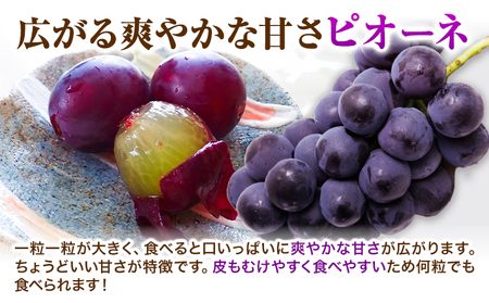 【2026年先行予約】ぶどう 黒系ぶどう 2kg ピオーネ オーロラブラック 岡山県産 3房 ~ 5房《2026年9月上旬-9月中旬頃より発送予定》ひらた農園 黒系ぶどう 送料無料 岡山県 浅口市 ぶ