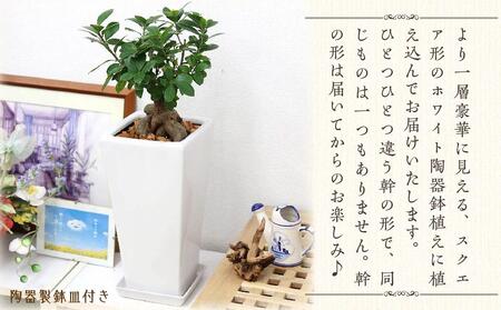 幸せを見守る樹 ガジュマル 7号 スクエア陶器鉢 ストレート 高さ:約45cm～60cm内外【観葉植物 インテリア 部屋 おしゃれ 植物 鉢付 観葉植物 インテリア 観葉植物 室内 観葉植物 オフィス