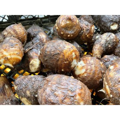 ふるさと納税 秦野市 【2026年10月発送予定】里芋 土垂(どだれ)1000g from 名水の里 秦野