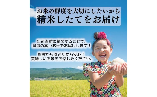令和8年産 コシヒカリ 白米 4ヵ月連続 定期便 5kg × 4回 20kg 