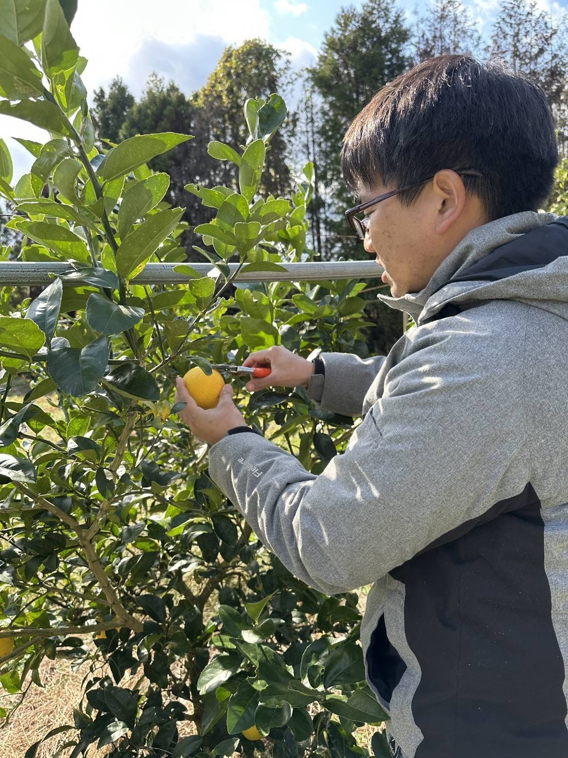 マイヤーレモン 国産レモン 完熟レモン れもんレモン レシピ 柑橘