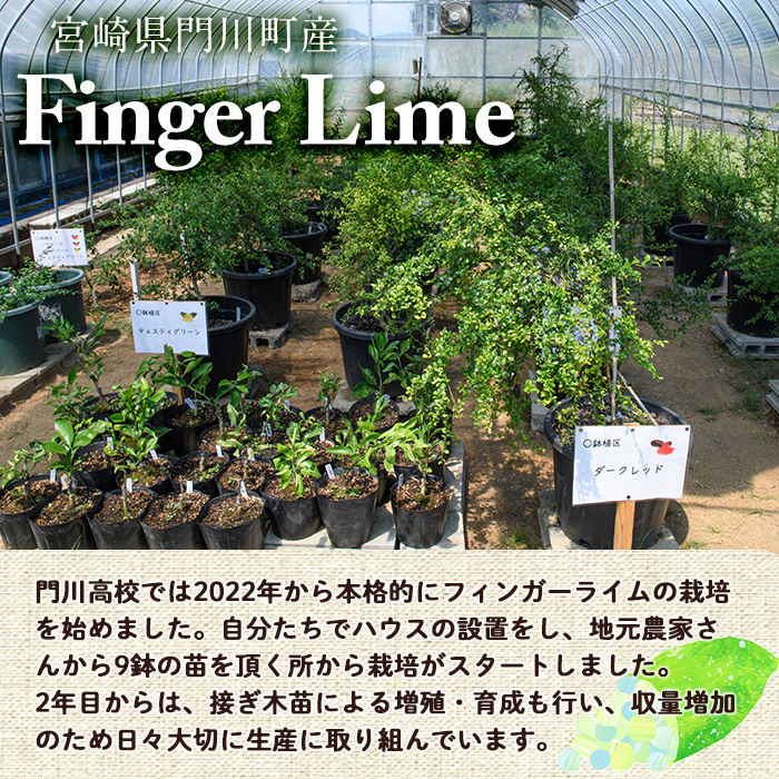 ＜数量限定・期間限定＞宮崎県門川町産フィンガーライム(160g) 柑橘 希少 ライム キャビアライム シトラス ミアローズ ティスティグリーン ピンクパール レッドスパークリング ダークレッド 高校生