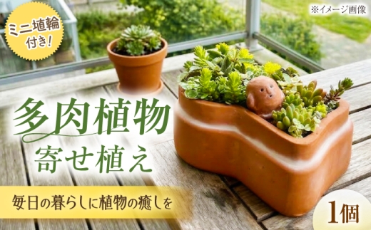 多肉植物 寄せ植え 前方後円墳型 / 多肉植物 寄せ植え 鉢植え テラコッタ 埴輪カラー 園芸 ガーデニング 藤井寺 古墳 テラコッタ ユニーク 寄せ植え ガーデニング 多肉植物 鉢植え 埴輪 おすすめ 人気 たにく 多肉 観葉植物 テラコッタ 前方後円墳 珍しい ユニーク グリーン 室内 ガーデン 大阪 古墳型 / 大阪府藤井寺市/JamFlowerSalon [BLAW008]