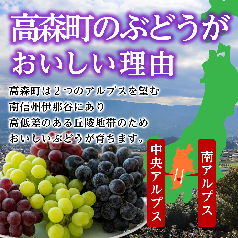 【発送月固定定期便】旬のフルーツセット シャインマスカット約1.8kg/ル・レクチェ約3kg 全2回  長野県 信州 南信州 高森町 くだもの 果物 ぶどう 洋梨 西洋梨