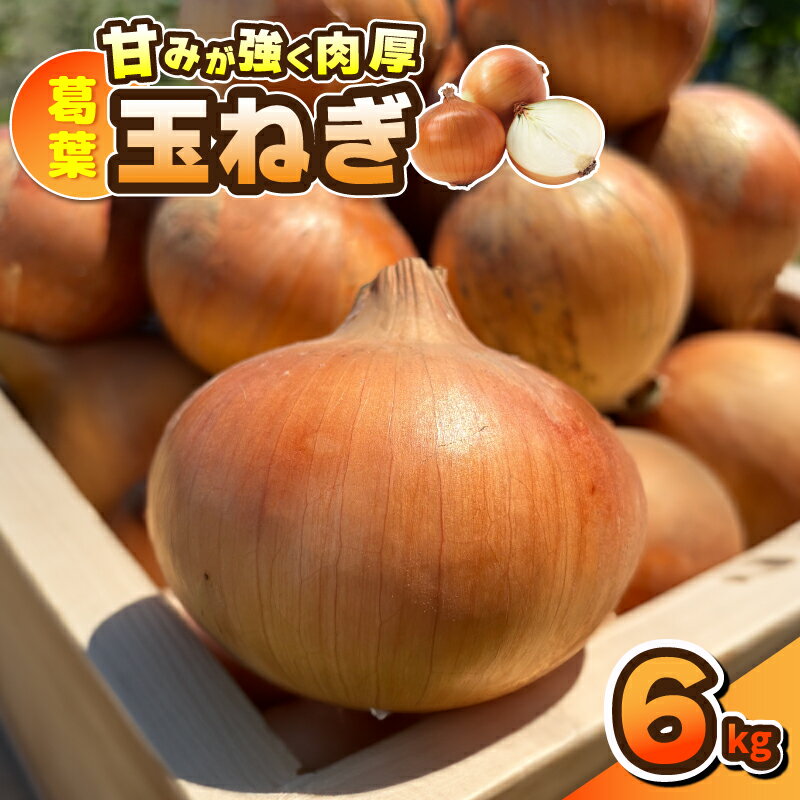 【ふるさと納税】【先行予約】 葛葉玉ねぎ 6kg 10～15玉 玉ねぎ 野菜 泉佐野産 国産 泉州野菜 泉州たまねぎ ジューシー 甘い みずみずしい 鮮度抜群 肉厚 食品 オニオン サラダ スープ 生姜焼き 炒め物 オニオンリング お取り寄せ 大阪府 泉佐野市 送料無料