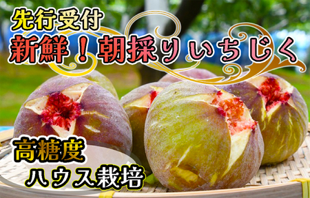 CP-007_【先行受付】新鮮朝採りいちじく1.5kg【高糖度・ハウス栽培】