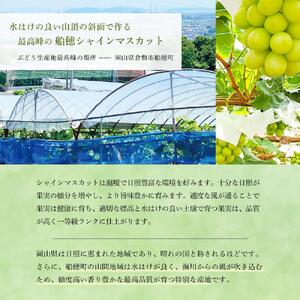 【定期便 全2回】2026年先行予約 プレミアム　シャイン　マスカット  晴王 1房 約600g  2回定期便　９月・１０月に１回づつお届け　岡山県産　船穂産　赤秀品  種無し 皮ごと食べる 旬の美味