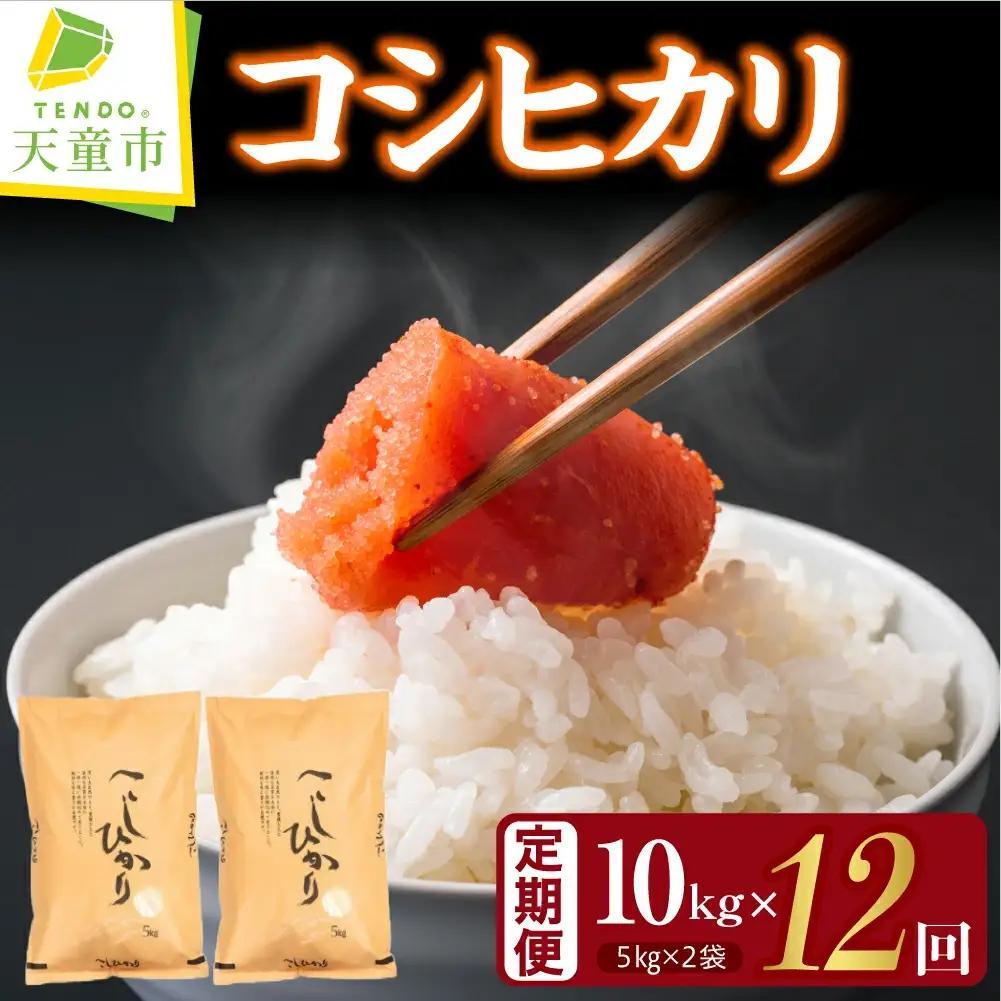 コシヒカリ 定期便 ( 5kg × 2袋 ) 12回 令和8年産 米 精米
