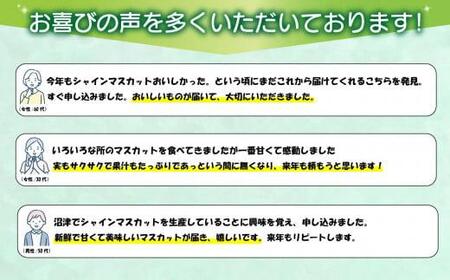 【予約受付】 数量限定 シャインマスカット 2房 約1.2kg 9月から順次発送 【 土と湧水にこだわり 愛情を込めて 育て上げました 】 沼津市 産地直送 朝採り ぶどう 沼津市 静岡 ぶどう ぶど