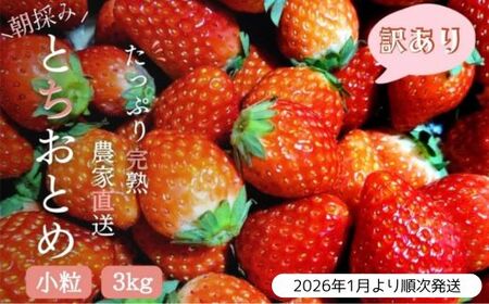 【2026年1月より発送】いちご専門農家直送！朝摘み収穫したて小粒完熟とちおとめ 3kg ジャム用におススメ！ ／ いちご 苺 イチゴ とちおとめ 完熟 果物 フルーツ 予約 先行予約 茨城 茨城県 利根町