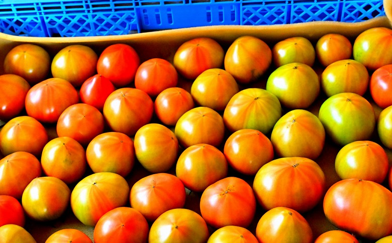 【先行予約/季節限定】『特選』糖度8以上！北海道奈井江町産 厳選トマト「桃太郎ファイト」約3.8kg 24~32玉