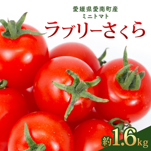 ラブリーさくら 約1.6kg 大瀧農園 トマト 完熟トマト 野菜 産地 直送 人気 国産 愛媛県 愛南町 発送期間：2026年3月1日～7月頃まで（※なくなり次第終了）