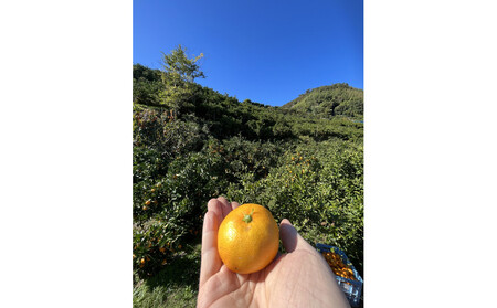 有田みかん LL 5kg ミカン選手権入賞 贈答用 乳酸菌栽培