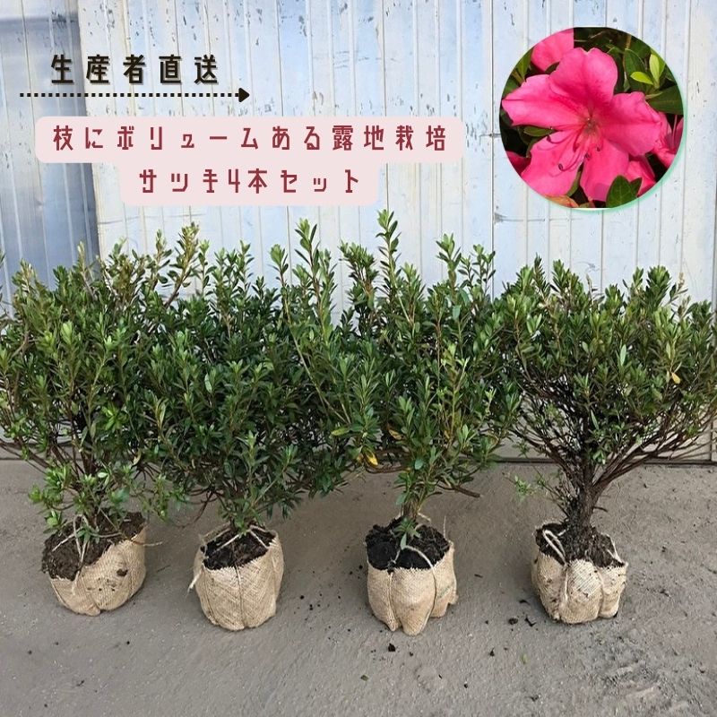 【ふるさと納税】【生産者直送】枝にボリュームある露地栽培サツキ(ピンク花)4本セット [ さつき 植木 庭木 ガーデニング 常緑 低木 ] 雑貨 日用品 植物 　お届け：木の状態の良い9月～3月頃発送となります