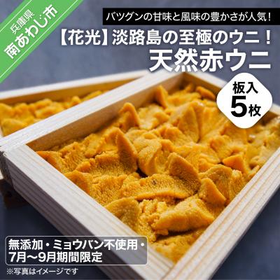 ふるさと納税 南あわじ市 【花光】淡路島の至極のウニ!天然赤ウニ(板入5枚)【無添加・ミョウバン不使用・7月〜9月期間限定】