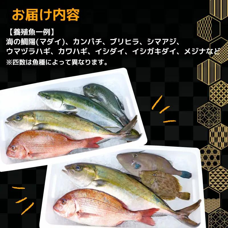 鮮魚 セット 神経締め 宇和海産 2種 こもこもShop 魚 （タイ カンパチ ブリヒラ シマアジ カワハギ イシダイ） D040-186007
