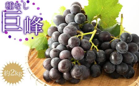 【先行予約】種なし巨峰　約２kg  | ぶどう 巨峰 ぶどう 巨峰 ぶどう ぶどう 巨峰