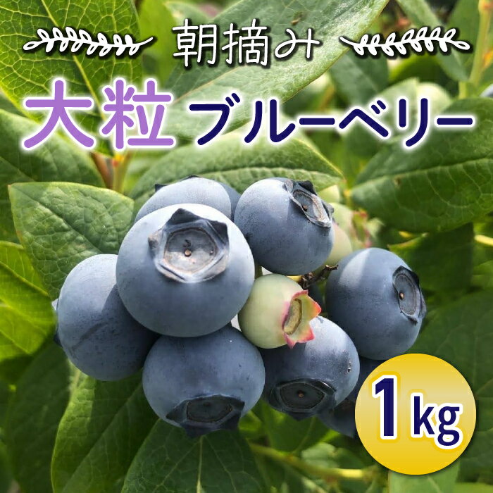 【ふるさと納税】朝摘み大粒ブルーベリー1kg※2025年7月上旬発送開始