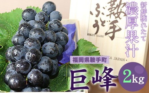【先行予約】巨峰 ぶどう 2kg (約4〜5房)  《8月中旬-9月下旬頃出荷》 フルーツ 種あり 巨峰