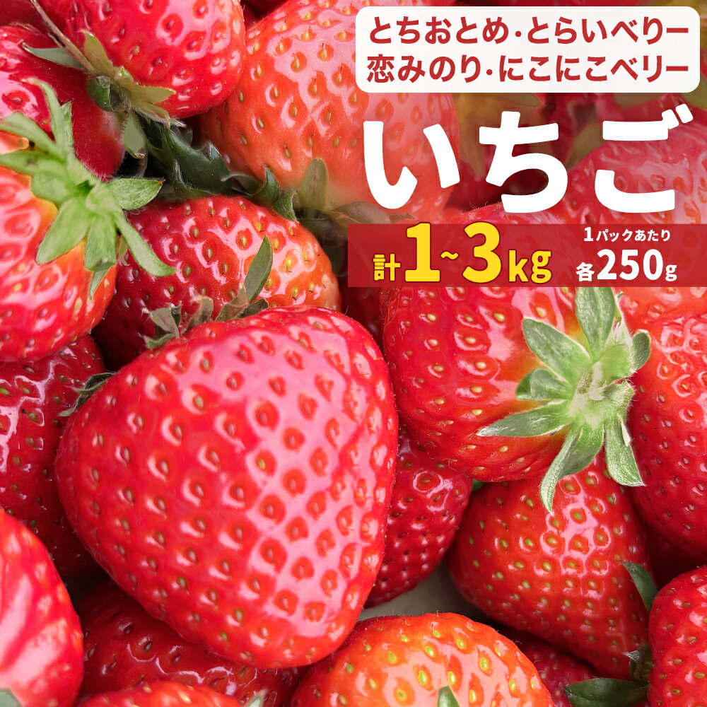 【ふるさと納税】【2026年1月中旬発送開始】 いちご とちおとめ 恋みのり にこにこベリー とらいべりー 4 - 12 各250g 選べる 苺 イチゴ フルーツ 果物 ストロベリー ベリー デザート 甘み 酸味 宮城県 石巻市