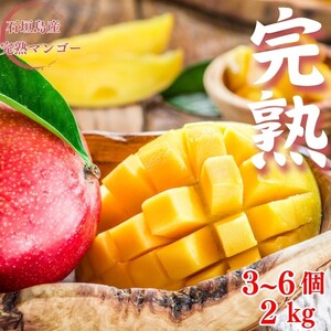 ＜先行予約＞ 石垣島産 完熟マンゴー 約2kg (3～6個入り) 化粧箱入り ＜2026年7月中旬以降発送＞ | 産地直送 沖縄 石垣 フルーツ マンゴー アップルマンゴー 完熟マンゴー SI-056