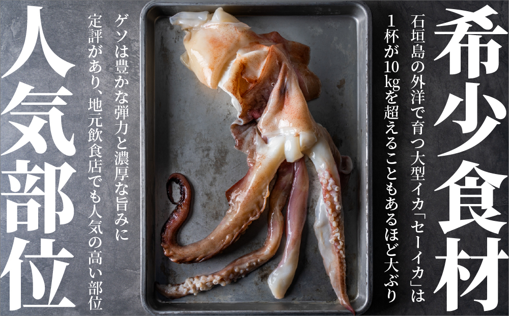 ＜訳あり＞ 石垣島産 セーイカの極上げそ 300g×3パック 加熱用 ※3～5月出荷不可※ | イカ セーイカ ソデイカ げそ ゲソ イカゲソ いかげそ 逸品 沖縄県 石垣島 訳あり 900g (30