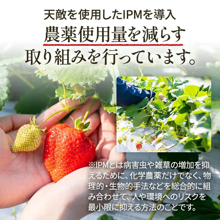 いちご あまおう 約1100g R9年3～5月中旬発送 いちご
