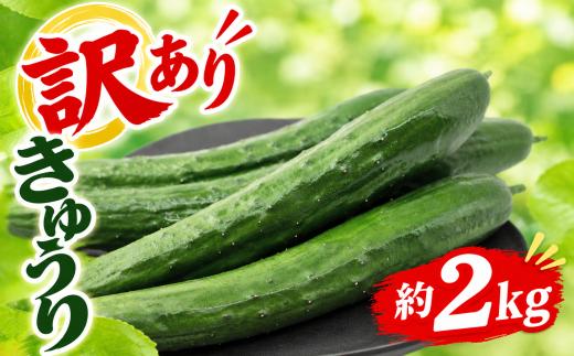 訳あり きゅうり 野菜 2キロ 2kg 胡瓜 【 2026年 分発送 】 夏野菜 やさい きゅーり サラダ 漬け物 漬物 キムチ サイズ 不揃い 曲がり お弁当 夕飯 朝ごはん 朝食 冷やし きゅうり 食事 食品 食べ物 家族 産地直送 国産 数量限定 人気 限定 農家直送 国産野菜 新鮮 鮮度 健康 佐藤農園 海老名 神奈川