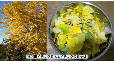 稲沢市特産のイチョウの葉っぱから染めた尾州ウールのファッションマフラー
