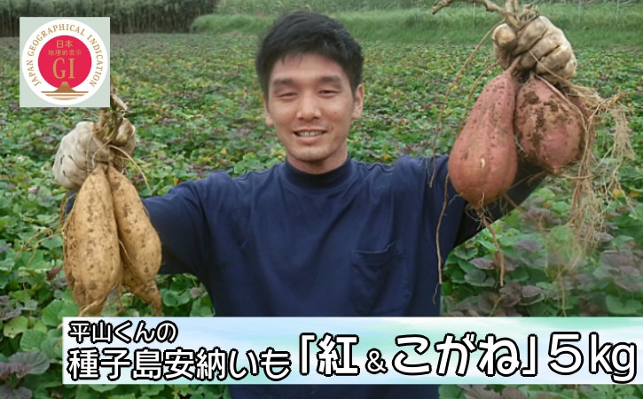 【先行予約 11月～】平山 くん の 種子島 安納いも 「 紅 & こがね 」紅白セット（Ｍサイズ）　５ｋｇ　NFN453【400pt】