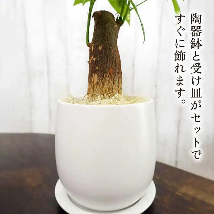 発財樹『 パキラ 』 money tree  糸島市  / cocoha  観葉植物 グリーン インテリア [AWB026]