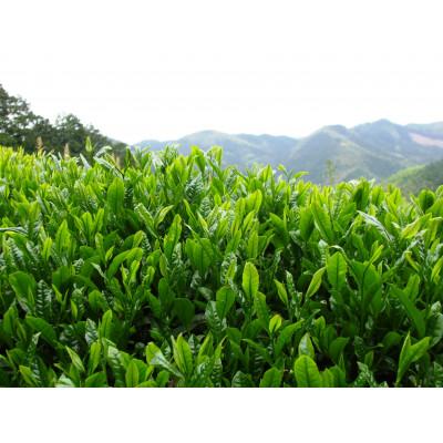 ふるさと納税 八女市 栽培期間中農薬不使用　八女茶　玄米茶・抹茶入り玄米茶 |  | 02