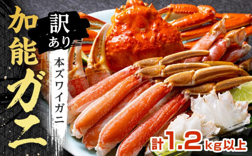 
            【訳あり】金沢港 直送！ボイル 加能ガニ 2杯セット  ズワイガニ ずわい ズワイ蟹 蟹 カニ 冷蔵 人気 おすすめ 期間限定  石川 金沢 加賀百万石 加賀 百万石 北陸 北陸復興 北陸支援
          