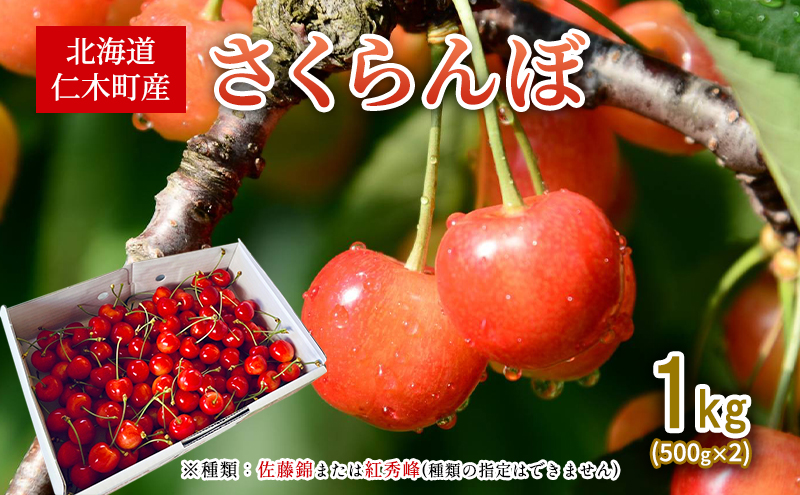北海道 仁木町産 さくらんぼ 1kg （500g×2） 佐藤錦または紅秀峰 果樹 サクランボ チェリー フルーツ 果物 果物類 ギフト 仁木町 仁木 [くくり農園]