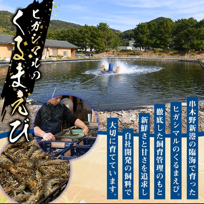 冷凍クルマエビ計1kg(25g×10尾×4袋) 国産 九州産 鹿児島産 魚介 魚 旬 鰤 ブリ ぶり ハマチ はまち 刺身 お刺身 海鮮丼 漬け丼 ブリ大根 ぶりしゃぶ しゃぶしゃぶ 鍋 お鍋 カマ 