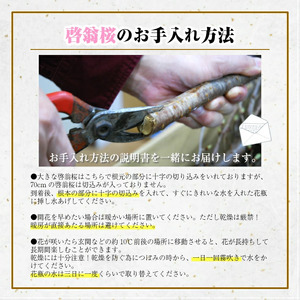 啓翁桜 約70cm×12本（1月下旬発送）※着日指定不可 東北 山形県 遊佐町 庄内地方 桜 木 植物 枝 切り花 花束 お花 室内 リビング 玄関 アレンジにも お正月飾り 冬 春 新春 迎春 新年
