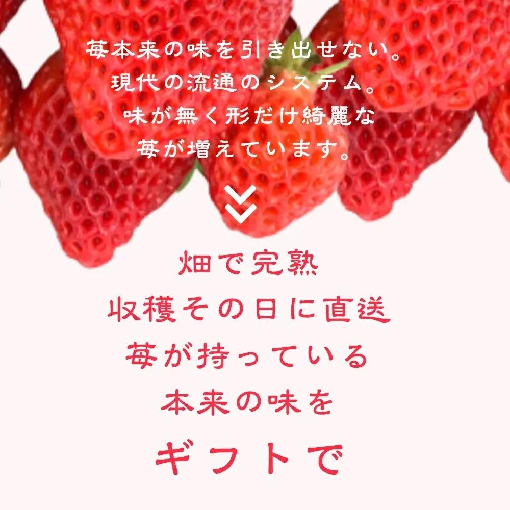 先行予約  いちご 新潟 雪国完熟越後姫桃薫ダブル（約760g）ギフト箱入り食べ比べセット イチゴ 苺 贈り物 上越 苺の花ことば