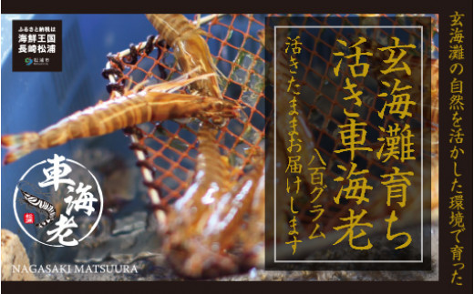 【宅配BOX不可】新松浦漁協　活きくるまえび800g【C7-012】ふるさと納税 車海老 クルマエビ 車エビ 車えび くるまえび 海老 エビ えび 海鮮 送料無料 活き車えび