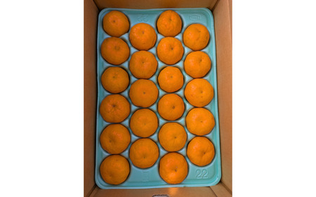 【来シーズン先行予約】はるみ 和歌山みかん 秀品 Mサイズ 22個入り 贈答用※2026年1月中旬頃に順次発送予定 / はるみ 柑橘 贈り物 フルーツ 果物 くだもの 食品 人気 おすすめ 送料無料 