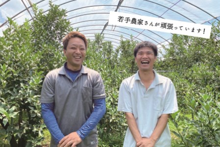 完熟 きんかん たまたま 2kg 宮崎 皮ごと 果物 フルーツ 先行受付 予約 金柑 ギフト 贈答 送料無料