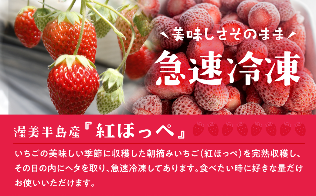 年内発送 【愛知県・田原産】フローズンいちご 約1kg×2袋 訳あり 形不揃い