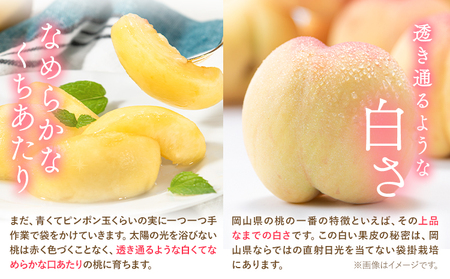 白桃 岡山の桃 約4kg