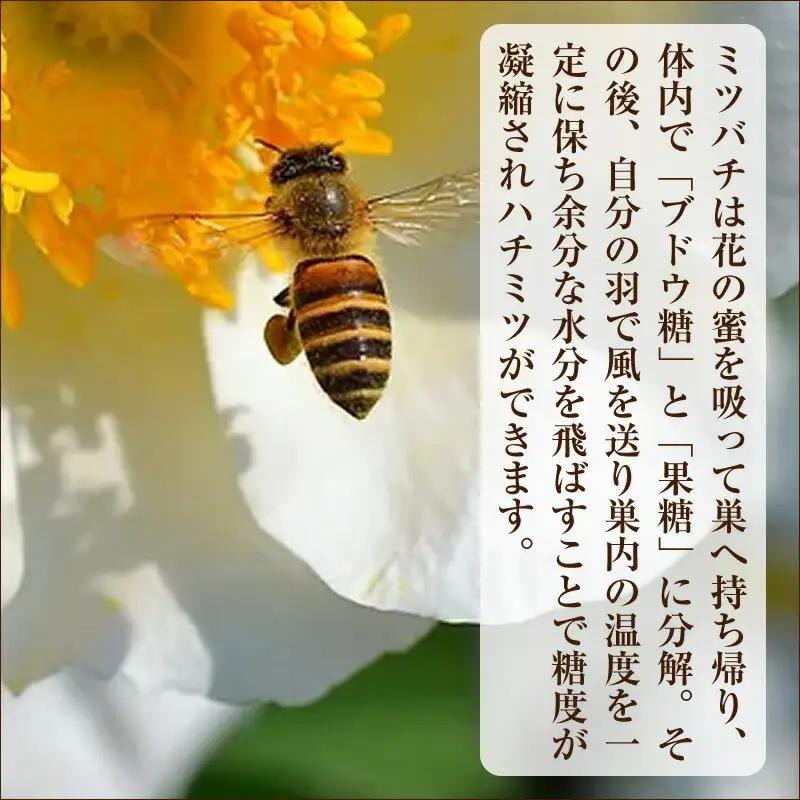フルーツ漬け蜂蜜2本セット（梅みつ＆生姜みつ）【はちみつ ハチミツ 蜂蜜 家庭用 自宅用 贈答品 贈答用 ギフト お取り寄せ 御中元 お中元 お歳暮 父の日 母の日 贈り物 梅 生姜 フルーツ 神奈川