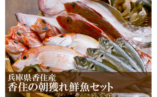 【香住の朝獲れ地魚セット 3-10月限定 新鮮 鮮魚 4～5種類詰め合わせ（1.5kg～2kg程度）香住産 冷蔵】※漁の状況により発送までに１ヶ月半程度かかる場合があります。入金確認後、ご連絡の上、発送いたします。配送日指定不可。季節感のある旬の鮮魚をお届け ご希望により内蔵処理も承ります。大人気 ふるさと納税 お刺身 煮魚 焼魚 フライ 兵庫県 香美町 香住 宿院商店 12000円 33-11