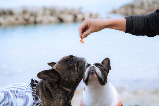 漁師の一本釣り イヌジャーキー [大] 30g 2袋セット 犬用 ペット おやつ かつお 鰹 ジャーキー ペットフード