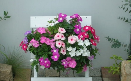 花 季節のお花でハンキングバスケット ピンク系 植物 花