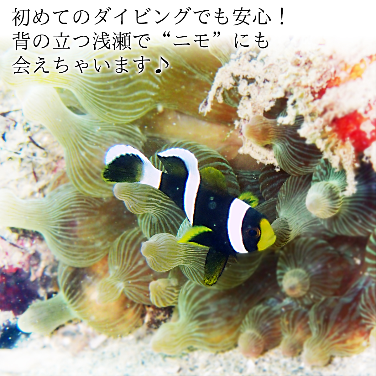 ウキウキ!ビーチダイブプラン(1名様分) 海底少年